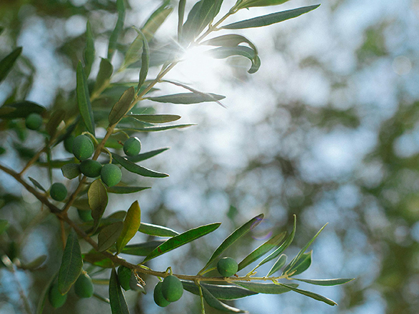 Cultivating Excellence on Expansive Lands